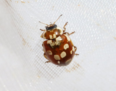 Artonflckig nyckelpiga   Myrrha octodecimguttata