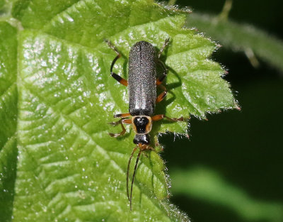 Cantharis nigricans