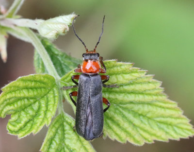 Cantharis pellucida