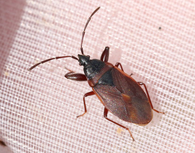 Gastrodes grossipes