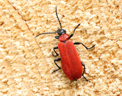 Stor kardinalbagge  Pyrochroa coccinea