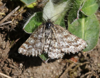 Ängsmätare Ematurga atomaria