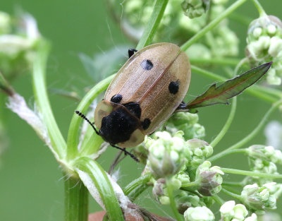 Fyrprickig larvjgare   Dendroxena quadrimaculata