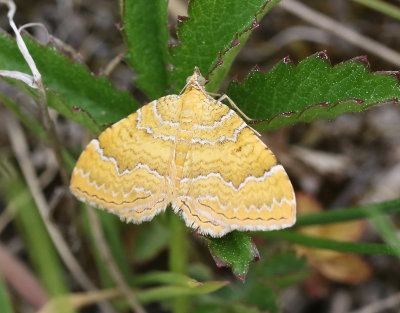 Gulvingad fältmätare Camptogramma bilineata