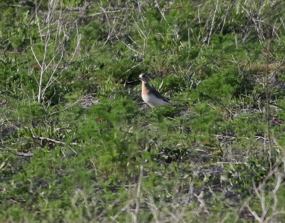 Orientpipare  Charadrius veredus