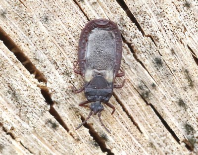 Aneurus avenius