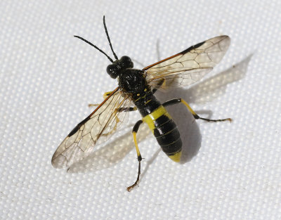 Tenthredo temula