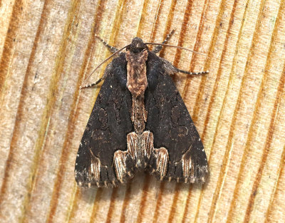 Pilrtsfly  Dypterygia scabriuscula
