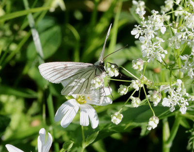 Svartribbad vitvingemätare Siona lineata