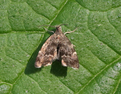 Bredvingad nässelmal Anthophila fabriciana