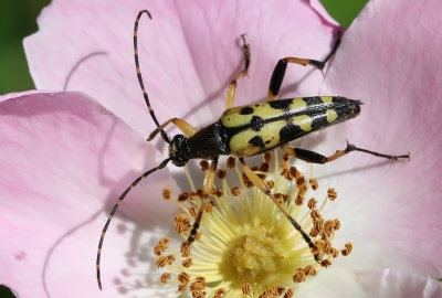 Flckig blombock  Spotted Longhorn  Rutpela maculata