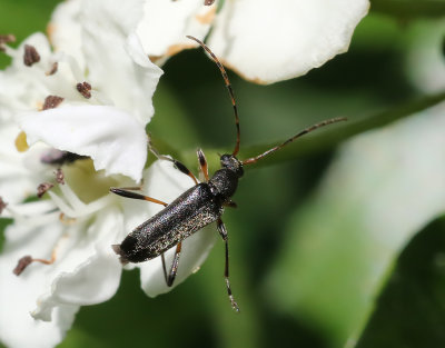 Dvrggrenbock  Grammoptera ruficornis