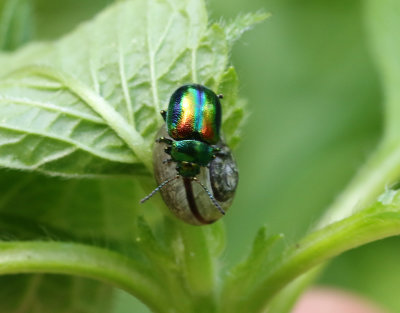 Plisterbagge  Chrysolina fastuosa