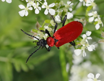 Kardinalbaggar  Pyrochroidae