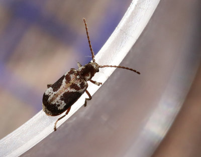 Ptinomorphus imperialis