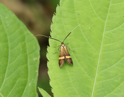 Lvskogsantennmal  Nemophora degeerella