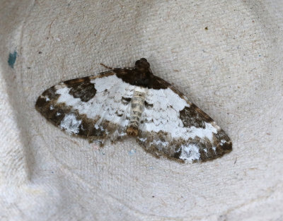 Klematisfältmätare Melanthia procellata
