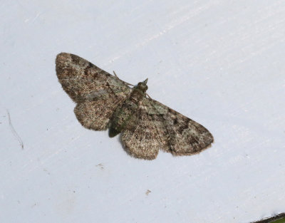 Grön malmätare Pasiphila rectangulata