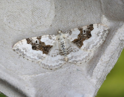 Backfältmätare Xanthorhoe montanata
