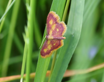 Rödpudrad lövmätare Idaea muricata