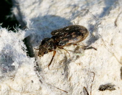 Strandgrvbaggar   Heteroceridae