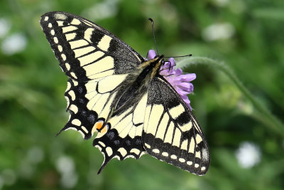 Makaonfjril  Papilio machaon