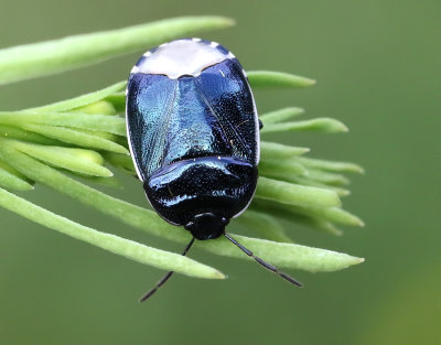 Spindelörtskinnbagge Canthophorus impressus