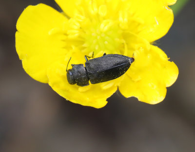 Fyrprickig praktbagge  Anthaxia quadripunctata