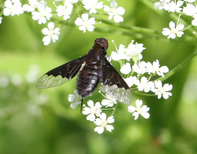 Hemipenthes morio