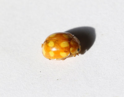 Tiofläckig nyckelpiga Calvia decemguttata