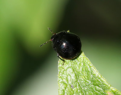 Klotbrfis   Coptosoma scutellatum
