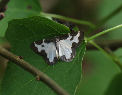 Mindre fläckmätare Lomaspilis marginata