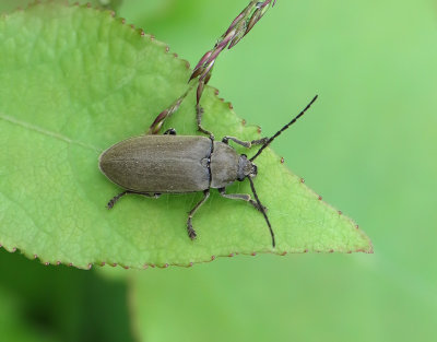 Dascillus cervinus