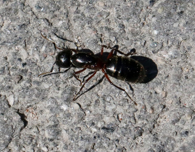 Hushstmyra  Camponotus herculeanus
