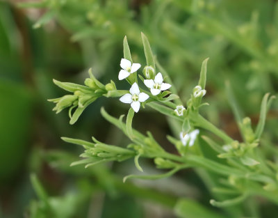Spindelrt  Thesium alpinum