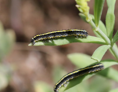 Gulsporrefly  Calophasia lunula