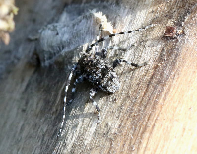 Spindelbock  Aegomorphus clavipes