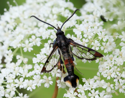 Myrlik glasvinge  Synanthedon formicaeformis