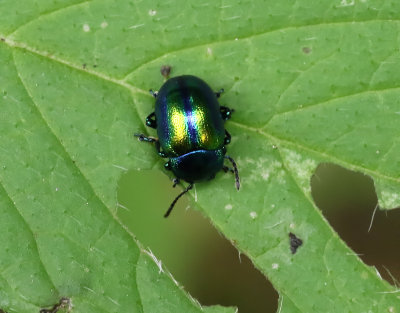 Plisterbagge  Chrysolina fastuosa