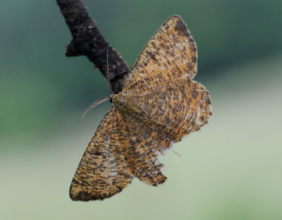Plommonmätare Angerona prunaria