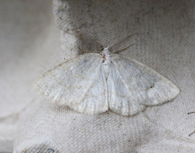 Gulvit streckmätare Cabera exanthemata