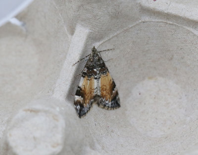 Trubbvinklad fältmätare Dysstroma truncata