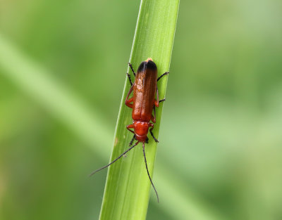 Rhagonycha fulva