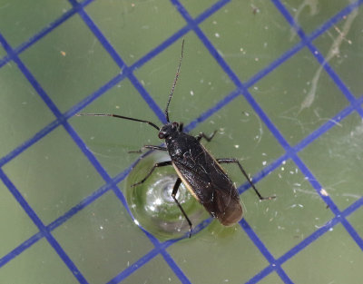 Capsodes gothicus (f tyrannus)