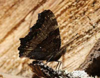 Krsbrsfuks  Large Tortoiseshell  Nymphalis polychloros