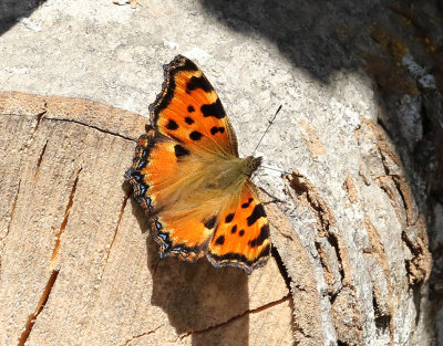 Krsbrsfuks  Large Tortoiseshell  Nymphalis polychloros