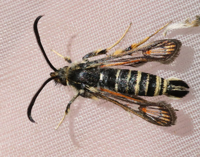 Vickerglasvinge Bembecia ichneumoniformis