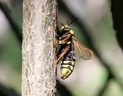 Poppelglasvinge  Sesia apiformis