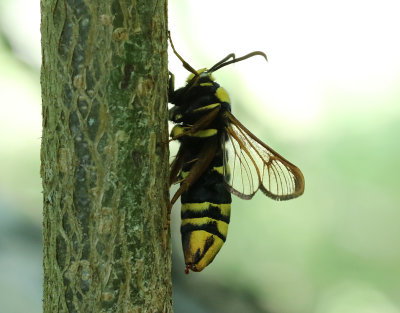 Strre poppelglasvinge  Sesia apiformis