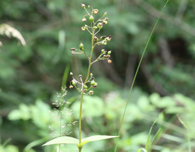 Flenrt  Scrophularia nodosa